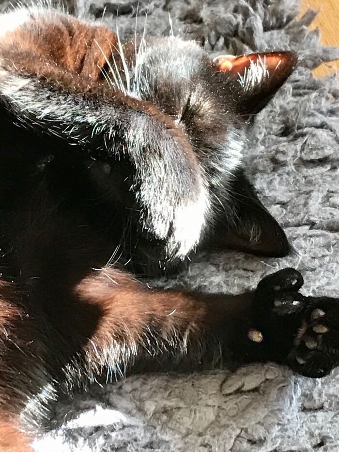 My Wonderful Little Jellybean, Who Died Suddenly Last November. But This Makes Me Smile Because