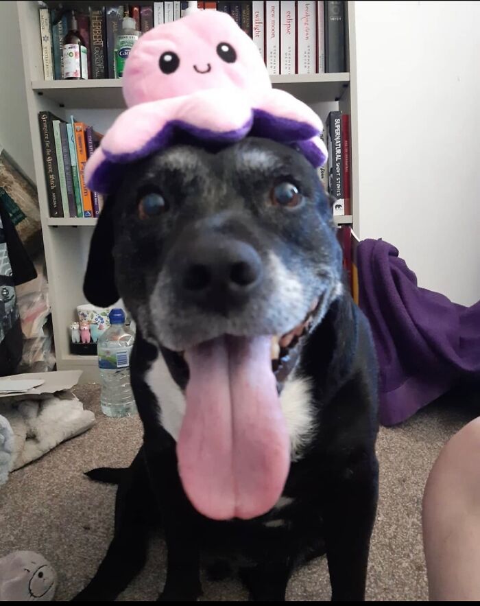 My Buddy Jay Who Recently Grew His Angel Wings I Miss Him So Much He Was The Goofiest Lil Guy