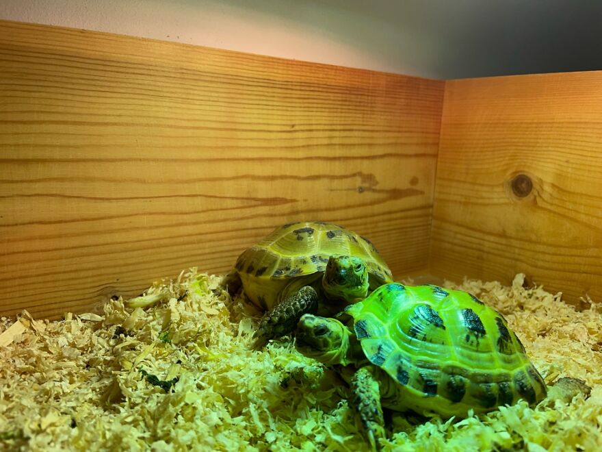 My Tortoises Freya And Loki (Both Girls) They’ve Been Besties Since Day 1