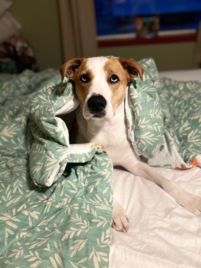 My Doggo, Not Letting Me Make The Bad.