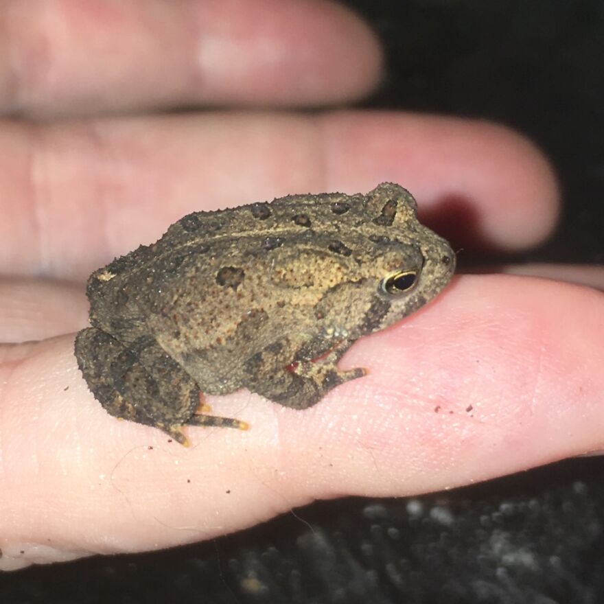 Amphibians Count? Little Fella Jumped On My Arm And Stuck Around On My Hand For A While.