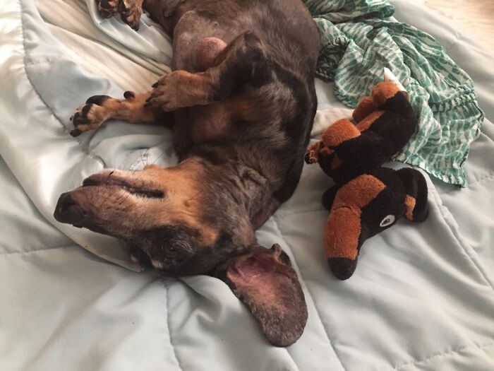 Tiny Wiener Dog With His Tiny Wiener Dog