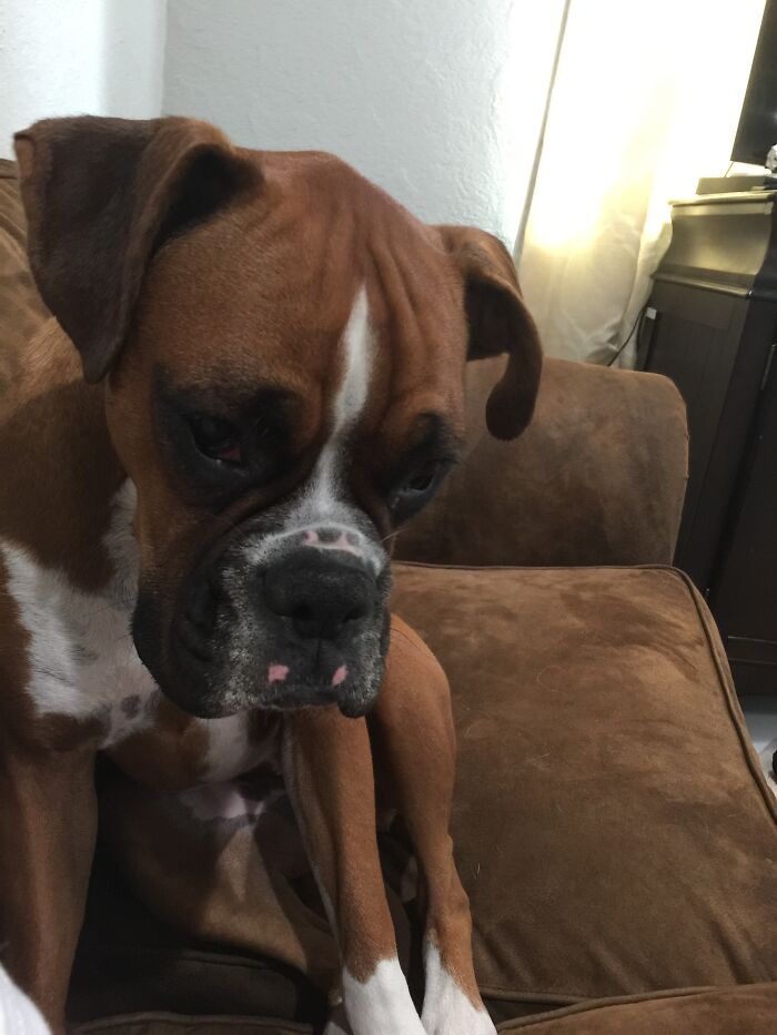 She Is The Weirdest Living Thing In The House. That Counts, Right?