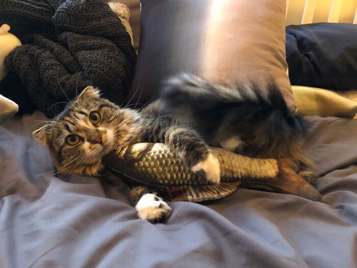 Sparrow With Her Catnip Fish.