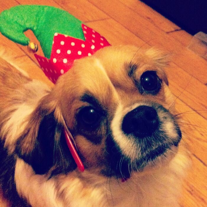 Gypsie Loving Her Elf Hat
