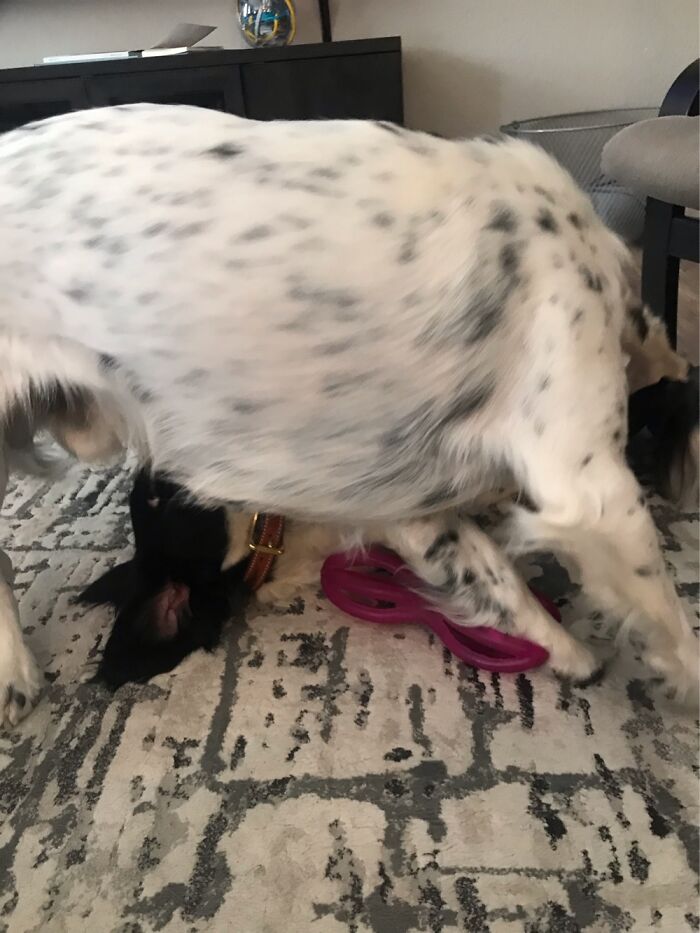 They Are Each Other’s Toys!! They Are Lovers❤️