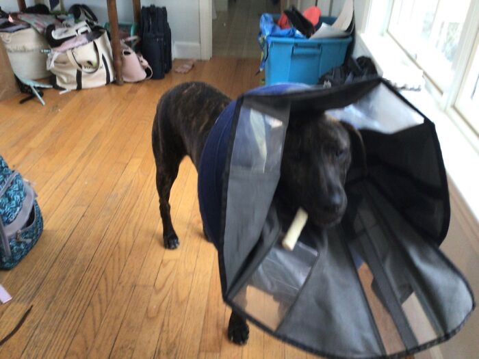 Her She Hides Her Chews And Then Finds Them Later