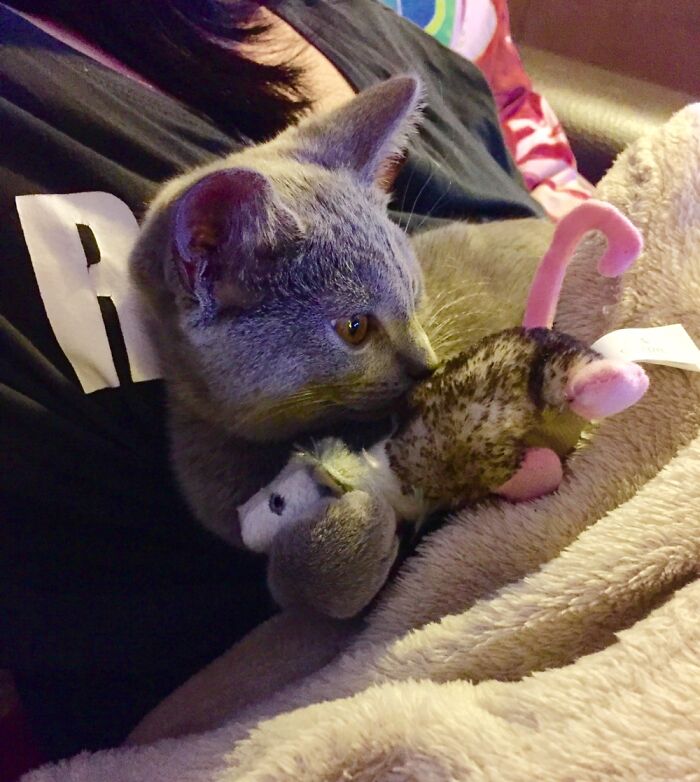 Her Favorite Plushie