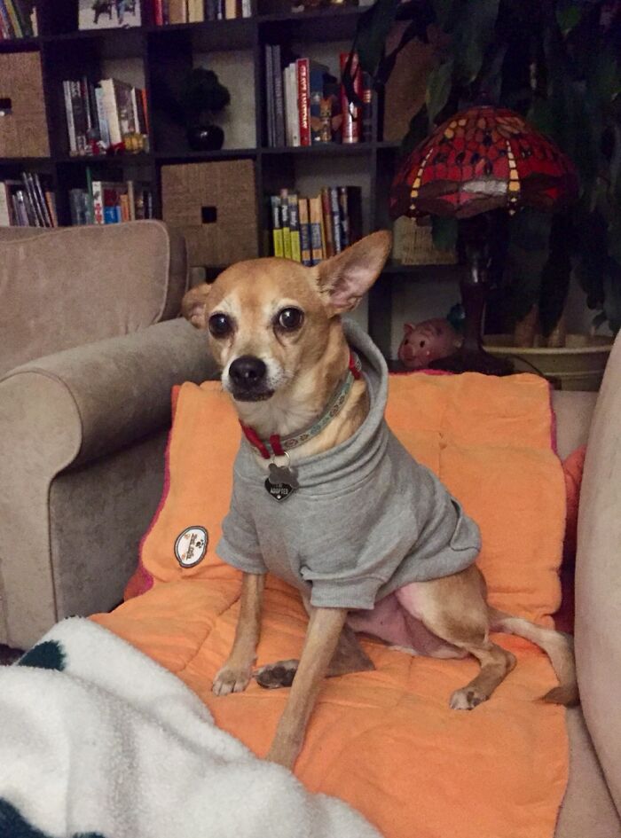 Our Handsome Little Man, Rudy. He Made You Feel Like The Most Special Person In The Planet.