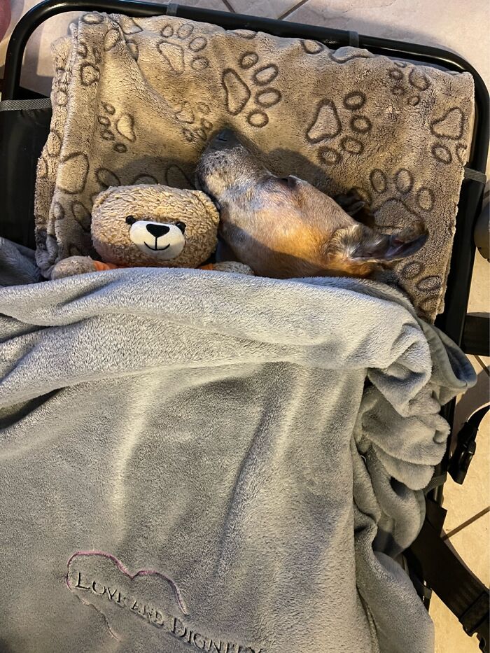 Hunnie B- Rescued On 2/7/10 Rip 2/17/22 ❤️‍🩹