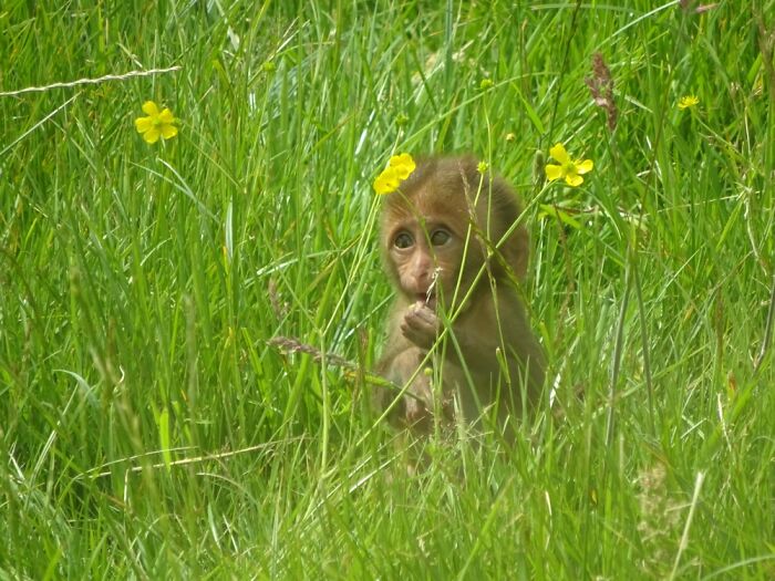 Baby Monkey
