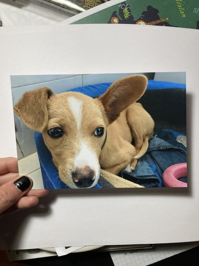 Lily When She Was Two Months Old