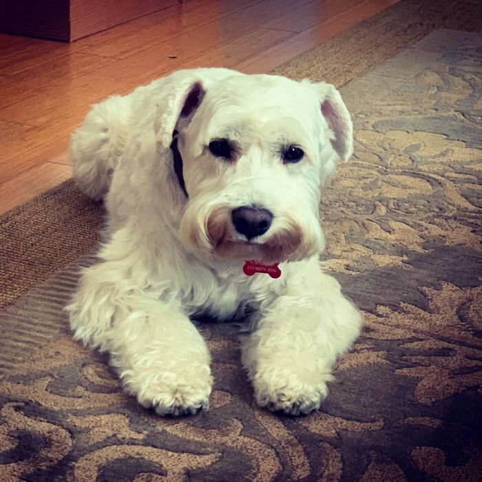 Otto, My Very White Schnauzer
