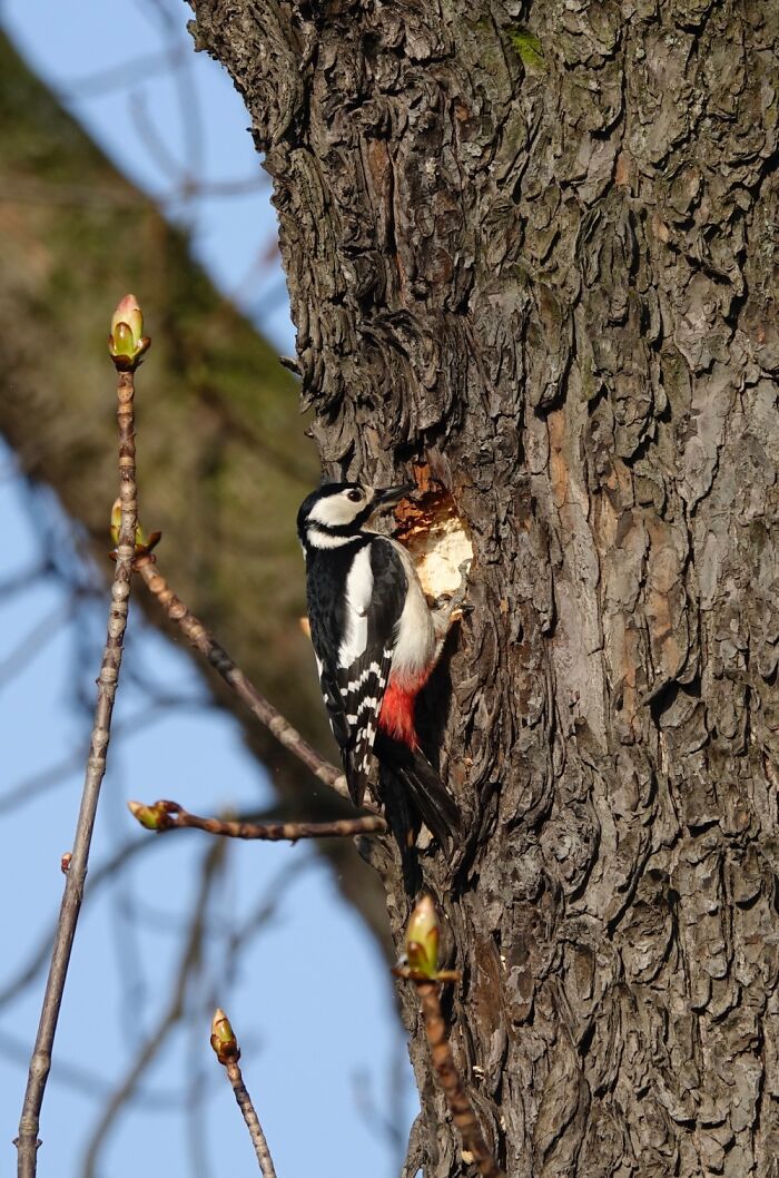 A Busy Woodpecker