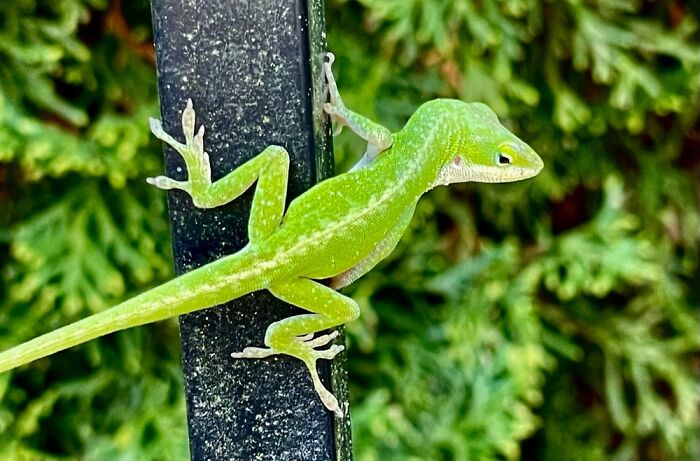 A Friend I Met In The Garden!