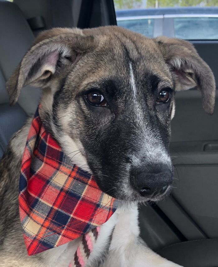 Mix Of Great Dane And German Shepherd It’s A Breed Gaining Popularity Called Great Shepherd