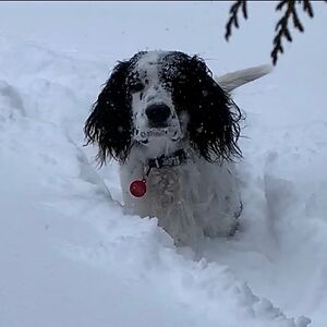 samanthapatton avatar