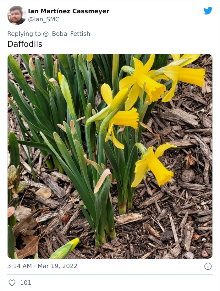 Daffodils