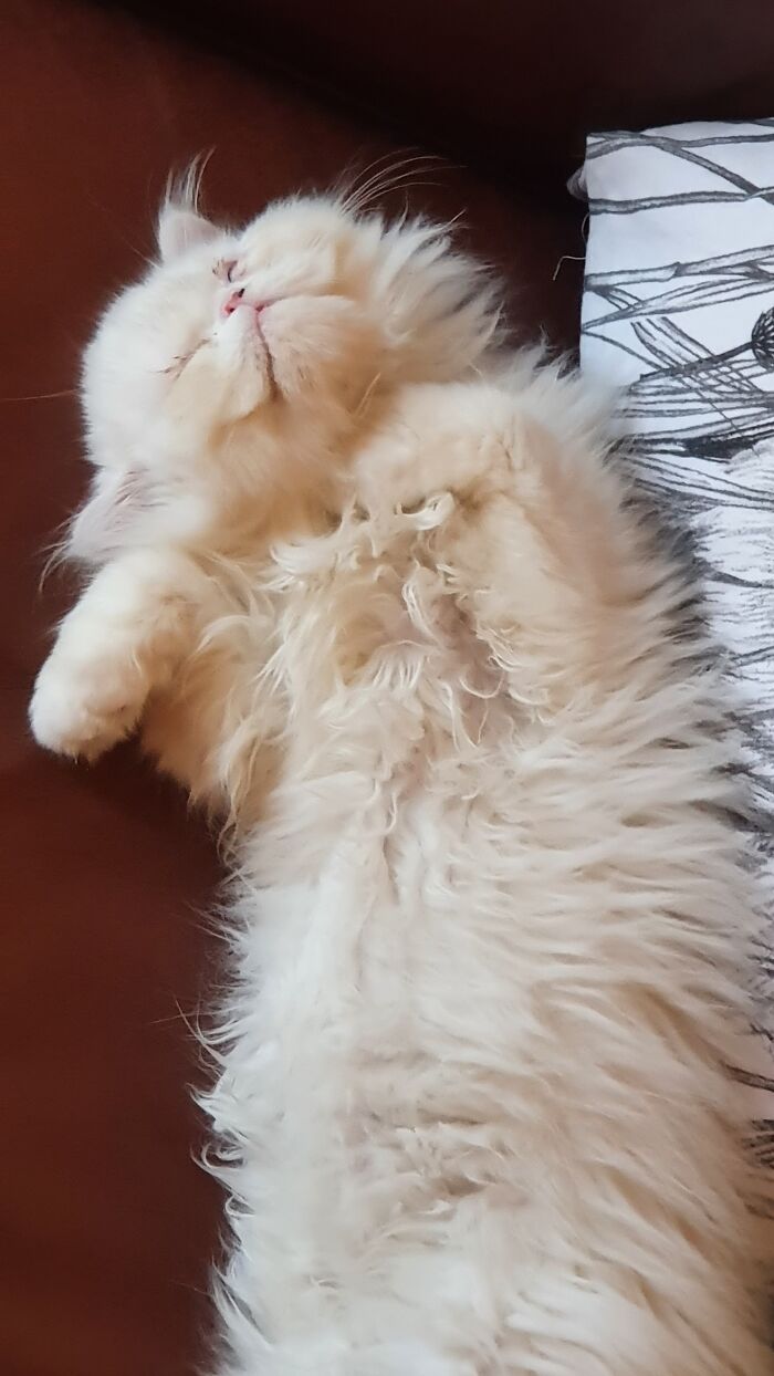 As You Can See.....life Is Hard For Our Rescue Persian Dennis