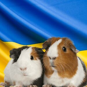 saniyahst_gerard avatar