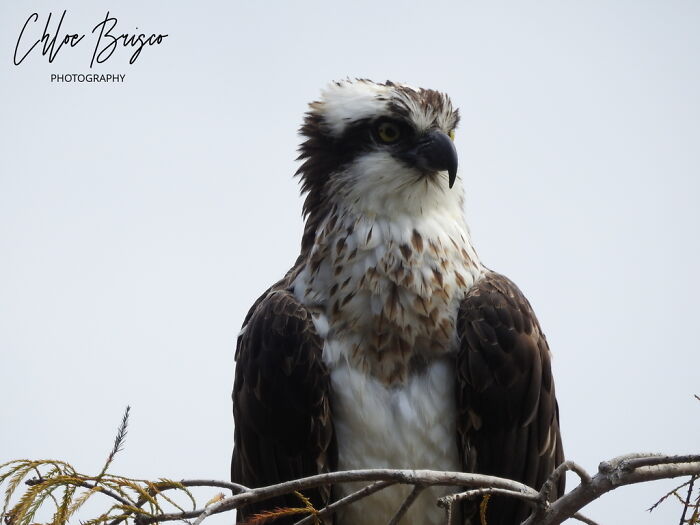 Osprey (I Have Better Ones But I Couldn't Pick)