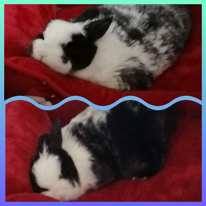 Max Enjoying His Bed