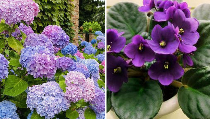 Person Wonders Why Nobody Asks Men What Their Favorite Flowers Are, So This Twitter User Did And Got 35 Colorful Answers