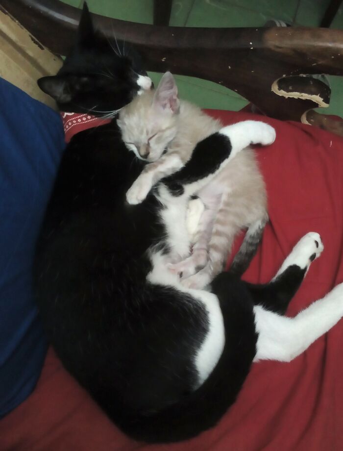 My Cat Adopted This Beautiful Little Girl I Found On The Streets