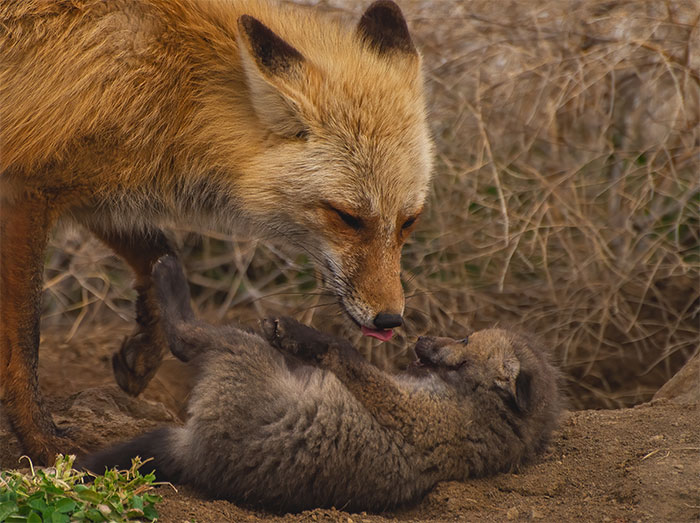 Cuteness Alert: The Spring I Observed A Red Fox Den (16 Pics)