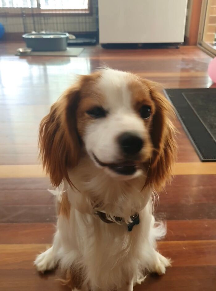 Pinto Doesn't Know How To Feel!