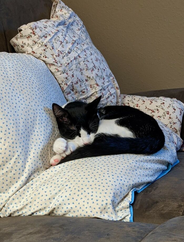 Westley Using Pillows We Left On The Couch After A Movie Night