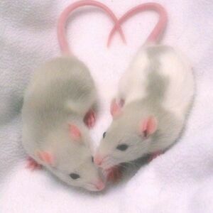 ashleytroxell99 avatar