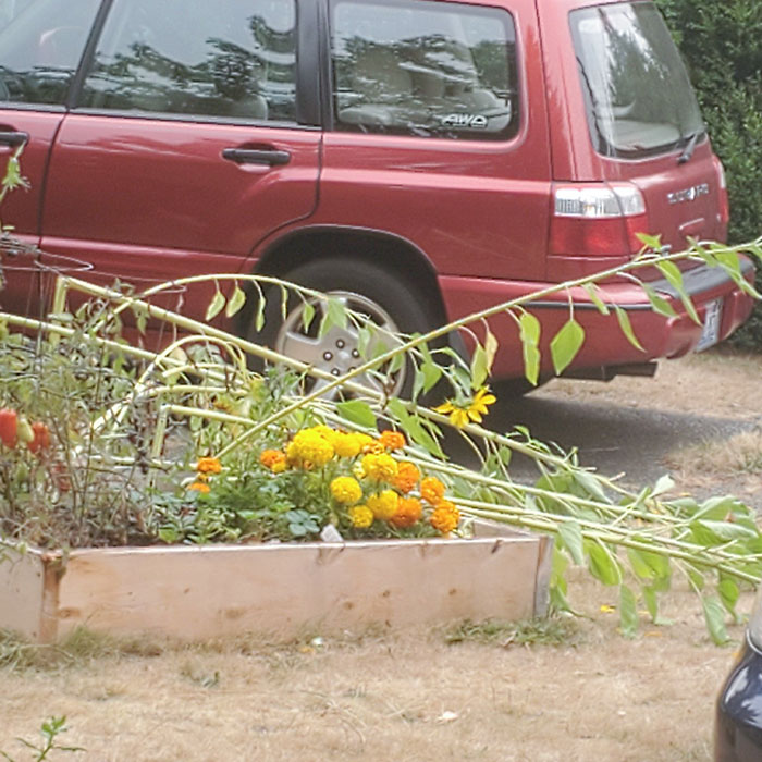 Some Jerk Destroyed My Neighbor's Prized Sunflowers Last Night