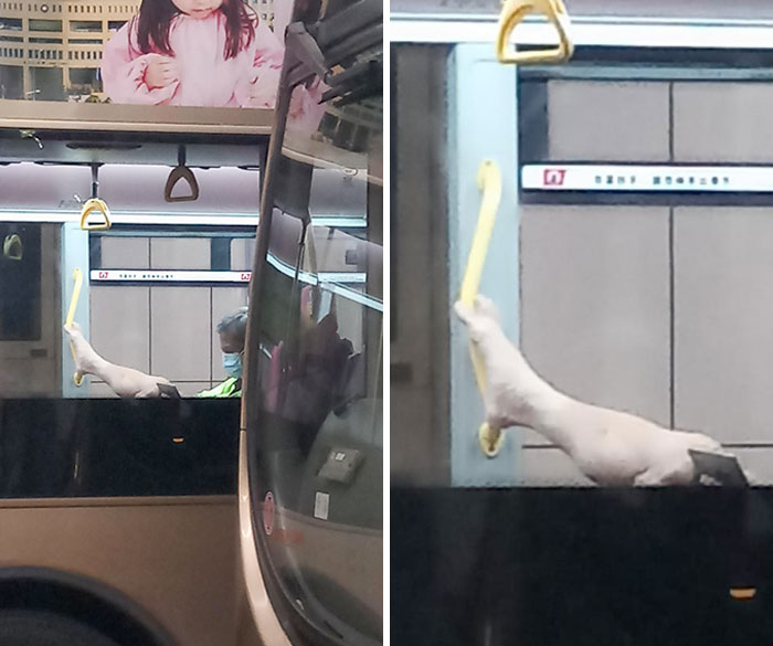 Going The Extra Mile To Not Touch The Handrail With His Hand