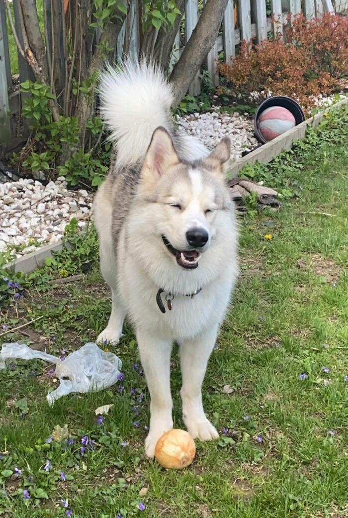 The Look On His Face After Stealing An Onion
