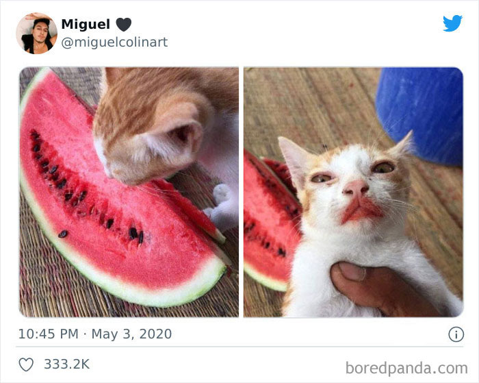 This Adorable Fruit Thief