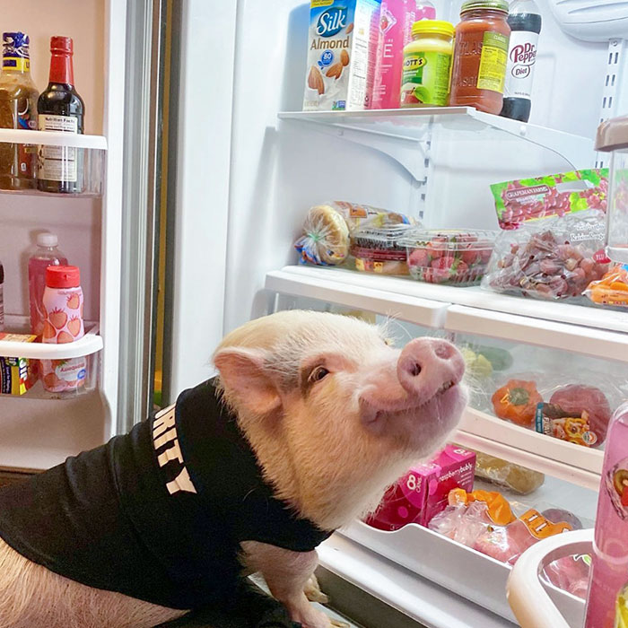 Pop Got Busted While Trying To Raid The Fridge