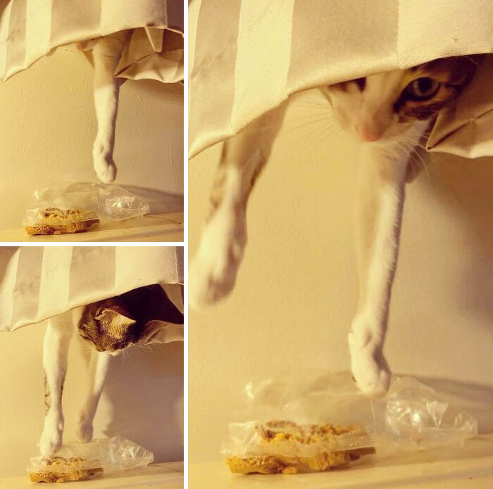 Busted Trying To Steal My Cantucci Biscuits