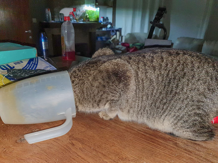 My Koala Trying To Steal Food