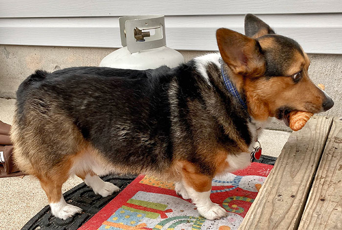 He Stole My Croissant And Thinks I Won’t Notice