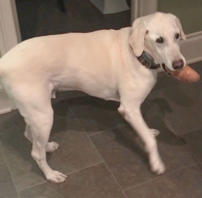 Wanted: Thief Boye Has Stole Potate Pls Contact Authorities Thanks