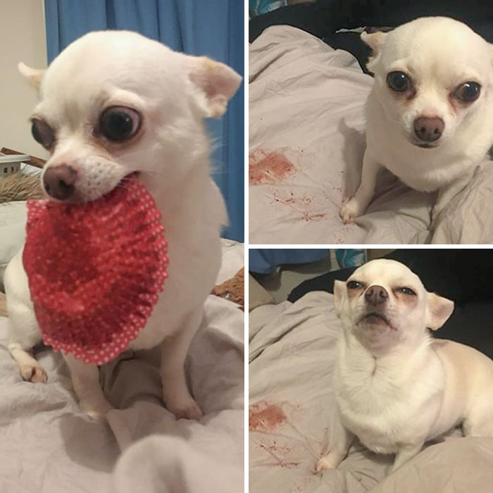 Lola Stole A Cupcake Wrapper And Made A Mess All Over Mum's Bed. Lola Gives Zero Hecks