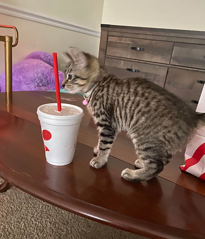 This Criminal Tried Stealing My Shake