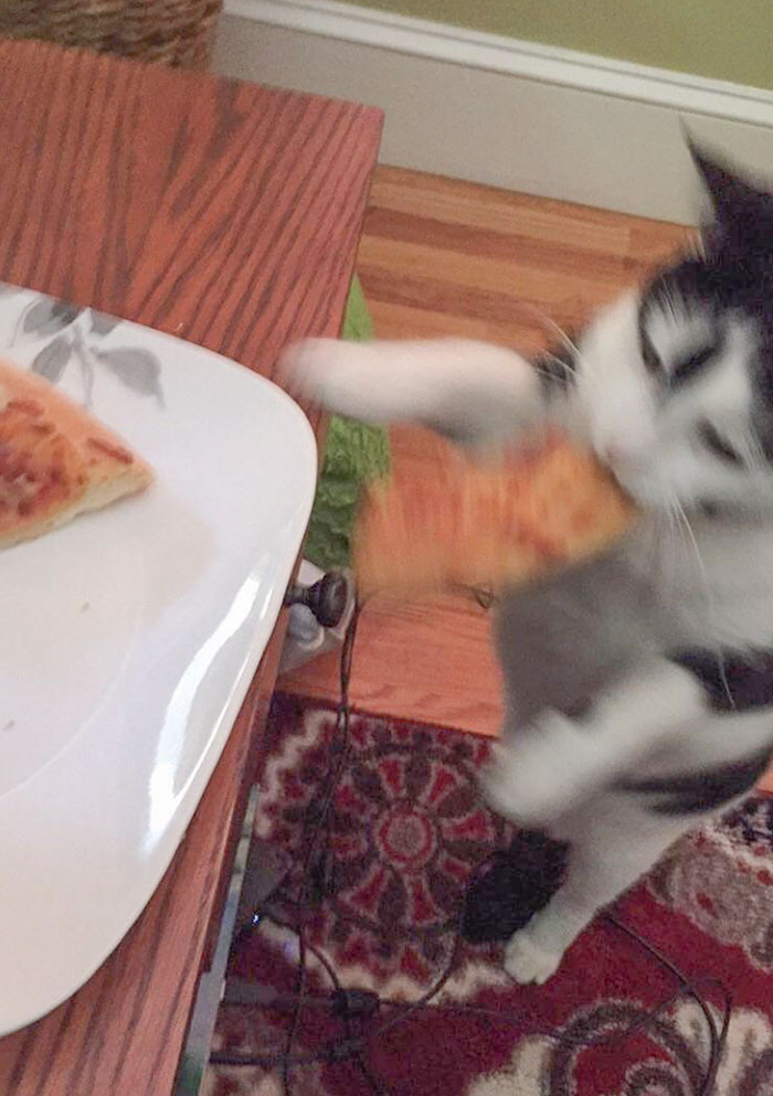 Captured The Exact Moment Jasmine Stole My Slice Of Pizza