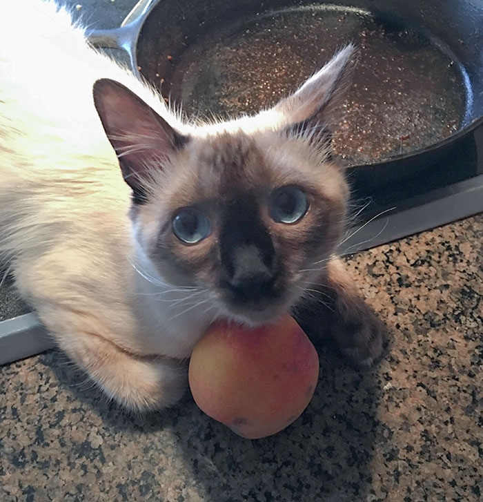 This Is My Cat Yoda. He’s A Balinese Polydactyl Kitten. He Stole My Peach