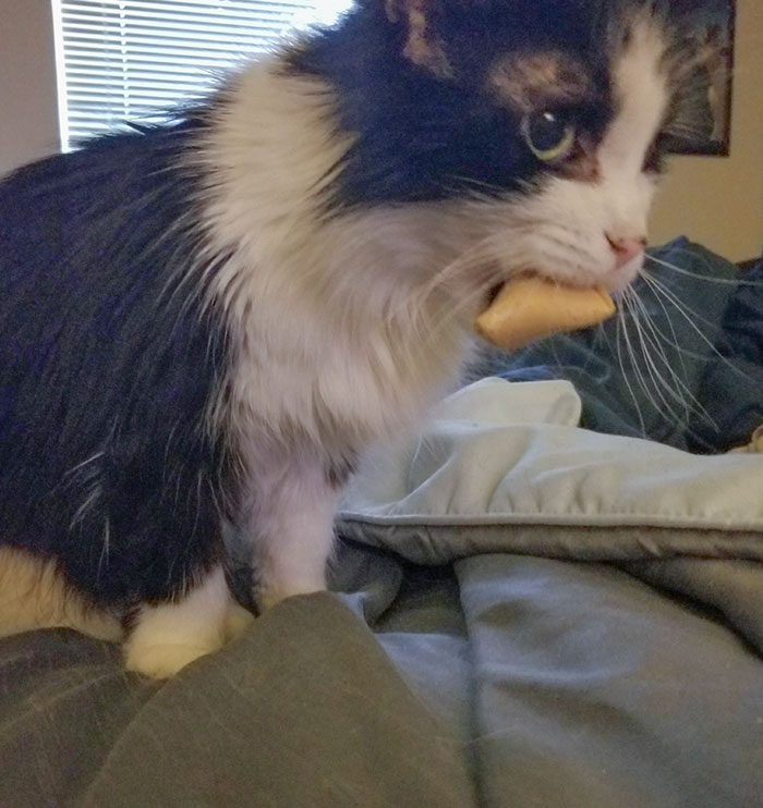 She Stole Half A Fortune Cookie