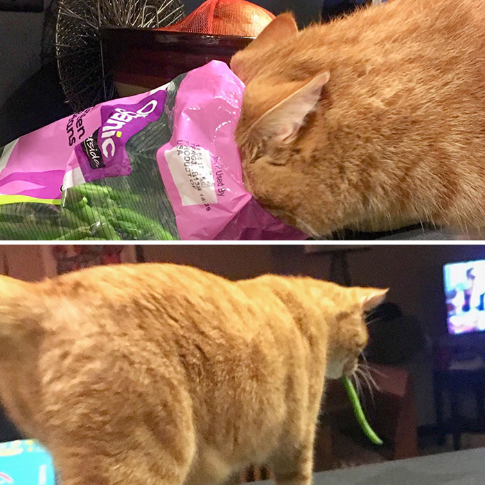 He Is Addicted To Beans. He Screams For A Bean Every Time The Fridge Is Opened And Steals Them At Any Chance