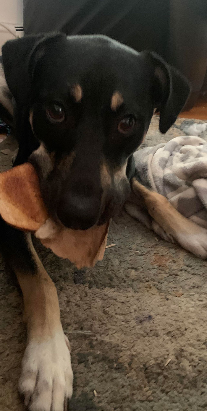 I Wonder Who Stole My Toast?