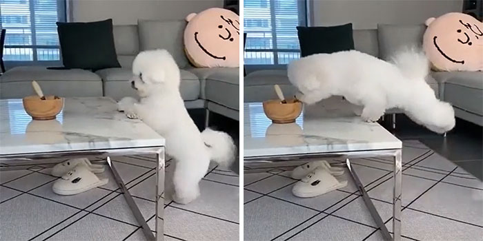 When I Came Back To Wash My Hands, I Found It Was Stealing Food, But Its Legs Were Too Short