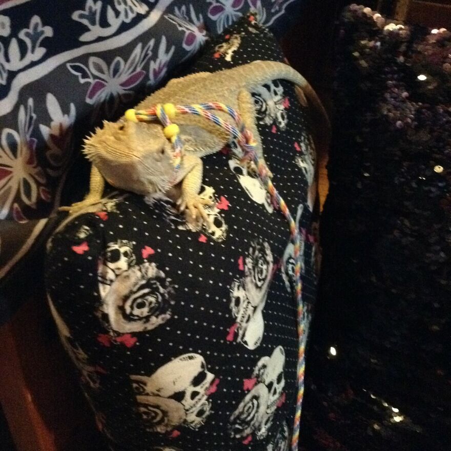 My Little Dude Loves Climbing Pillows